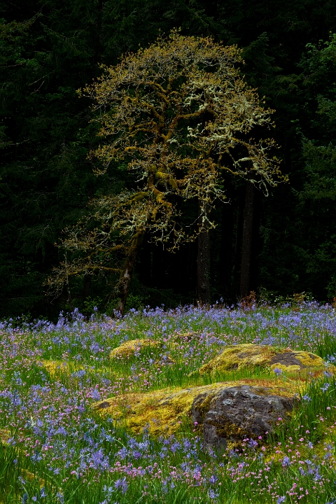 Camassia Garden & Oregon Oak.jpg